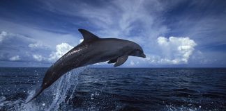 30 delfines muertos en una playa de Baja California Sur - Miaminews24