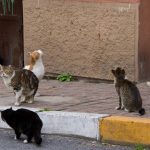 Gatos mutilados en Weston-Foto: Cortesía.