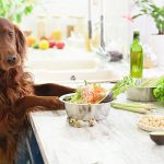 recetas caseras alimentación mascota-miaminews24