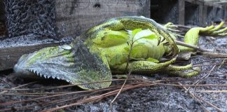 iguanas congeladas florida