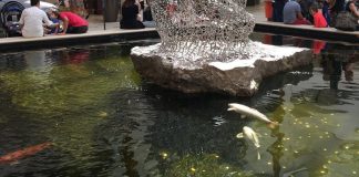 peces mueren Aventura Mall