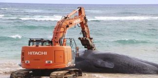 ballena Hawai muerta plástico