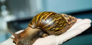 florida caracol gigante africano - miaminews24