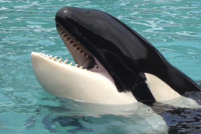 muere orca cautiva lolita-miaminews24